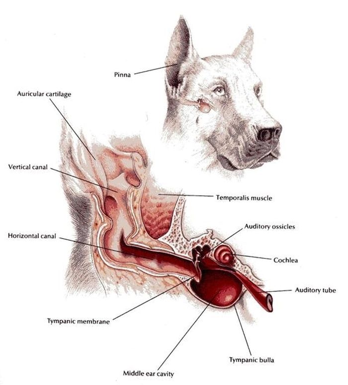 Come è fatto l'orecchio del cane 