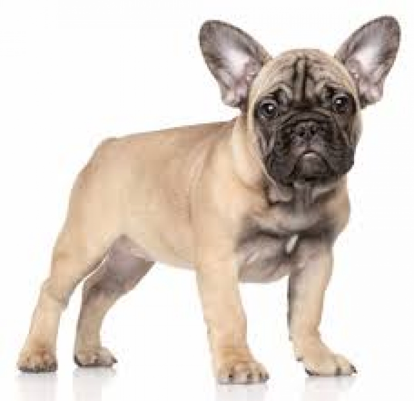 Il Bouledogue francese o bulldog francese. Le origini e lo standard