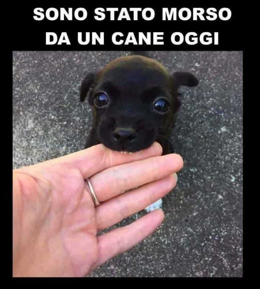 Prenota la tua consulenza gratuita per cani cuccioli e adulti!