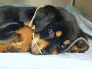 Parvovirosi canina: ecco perchè il nuovo ceppo è pericoloso per i cani vaccinati
