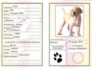 Microchip del cane: costo ed iscrizione Anagrafe Canina