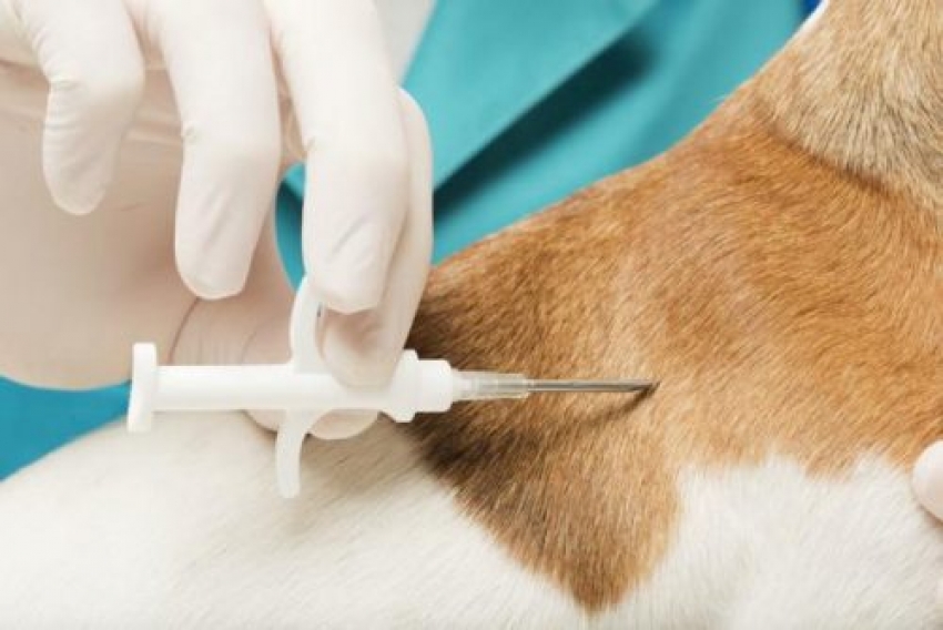 Imperia - Microchip cani: gratuito per tutto il mese di settembre