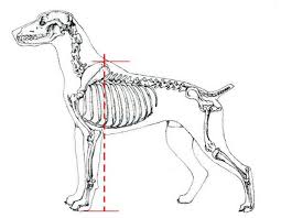 Misurazione del garrese nel cane, le linee rosse indicano la zona in cui prendere la misurazione 