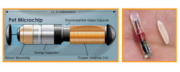 Come è fatto il microchip del cane