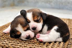 Due cuccioli di cane che dormono uno vicino all'altro