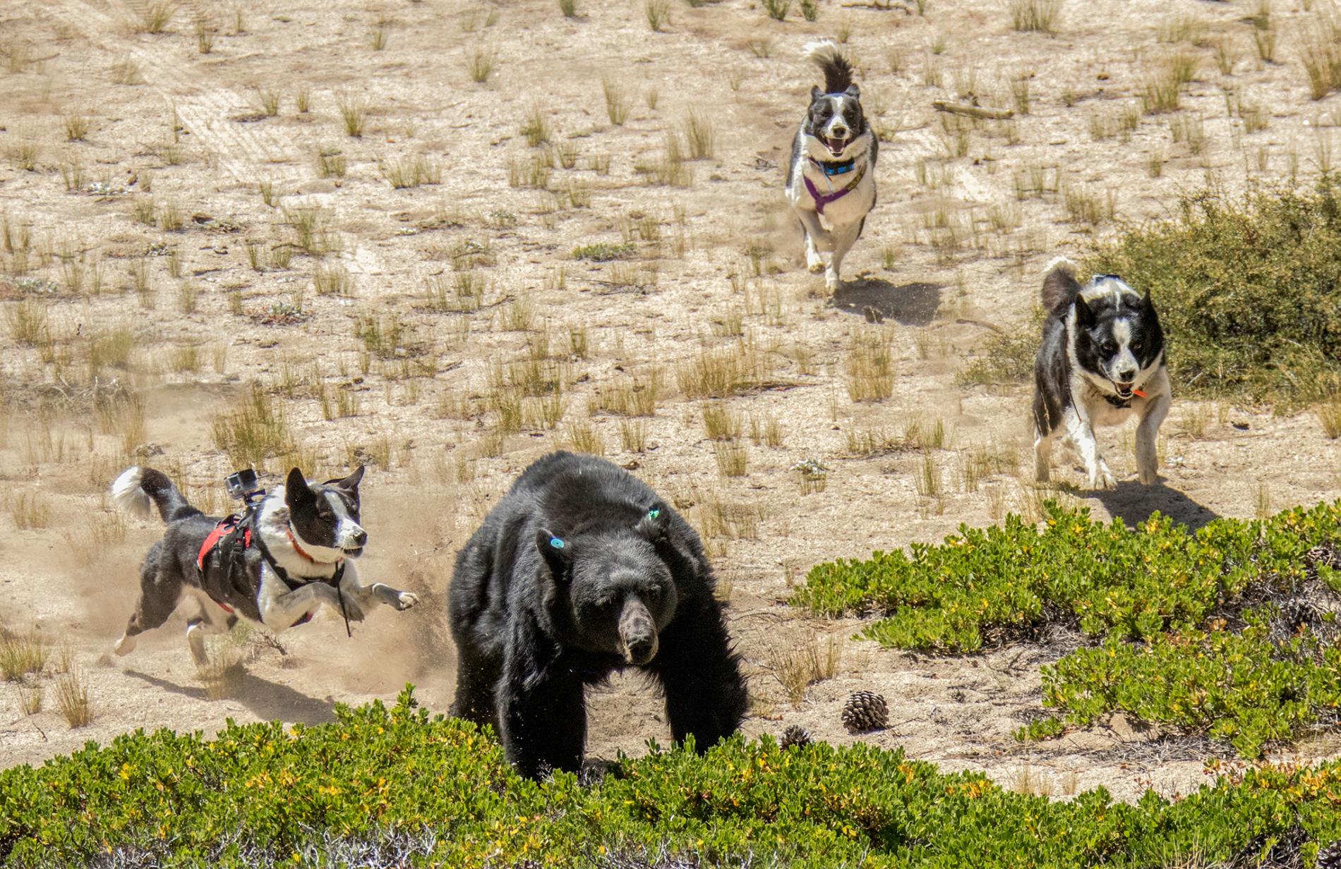 Il Cane da Orso della Carelia (Karelian Bear Dog)  impiegato nel cacciare gli orsi 