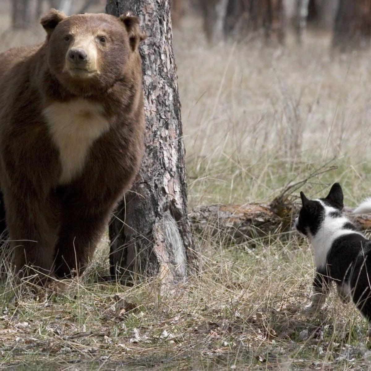 Cane da Orso della Carelia (Karelian Bear Dog) mentre tiene a bada un orso 
