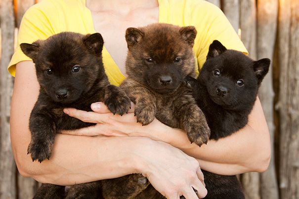 Cuccioli (puppy) di Kai