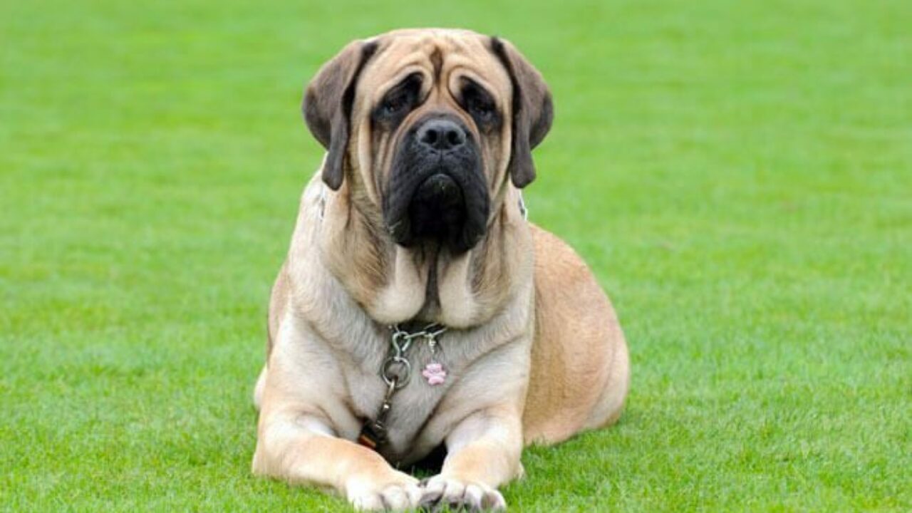 Mastiff 