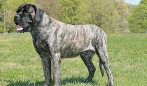 Mastiff tigrato