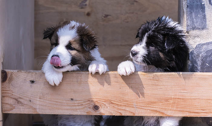 Cuccioli di Thai Bangkaew Dog