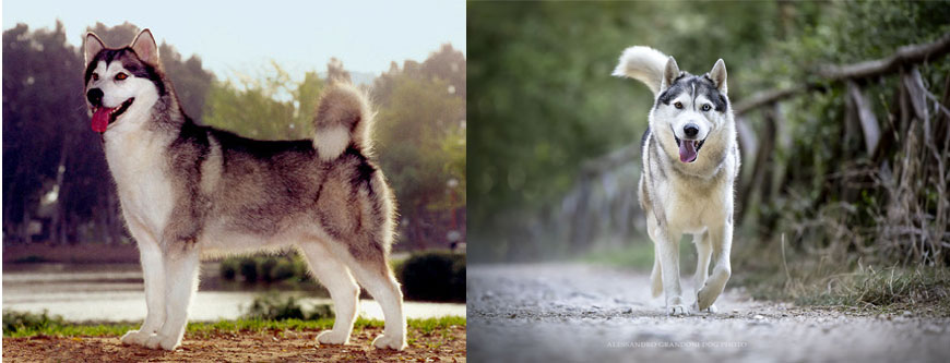 Alaskan Malamute - Siberian Husky