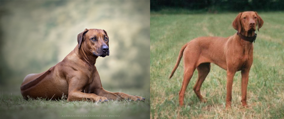 Rodhesian Ridgback - Bracco Ungherese