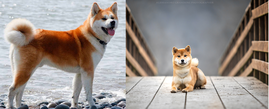 Akita Inu - Shiba Inu