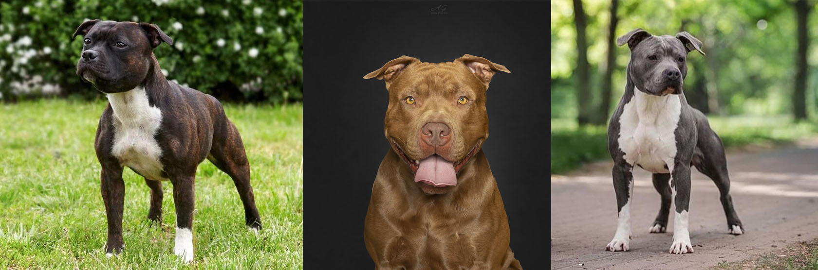 Staffy - Pitt Bull - Amstaff
