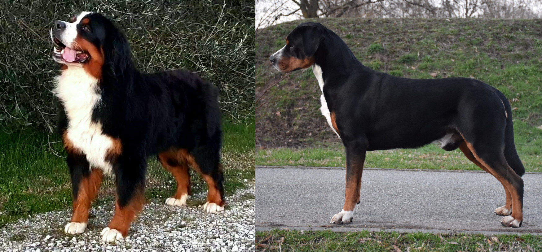 Bovaro del Bernese - Grande Bovaro Svizzero