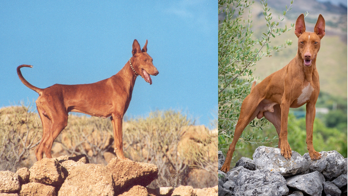 Podenco Canario - Cirneco dell'Etna