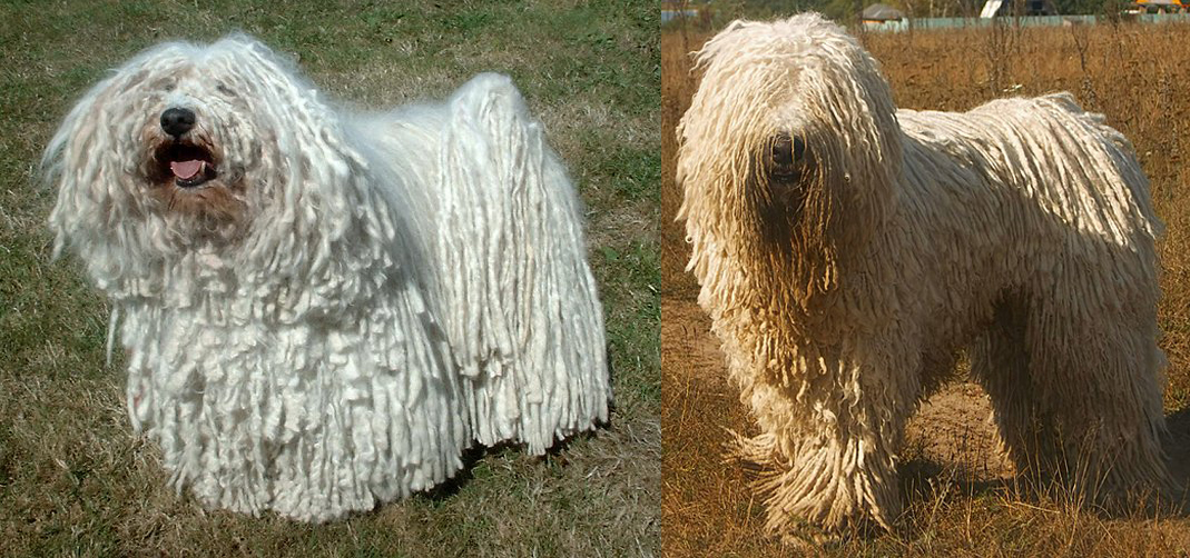 Puli - Komondor 