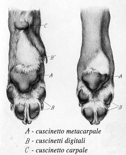 Descrizione arto del cane 