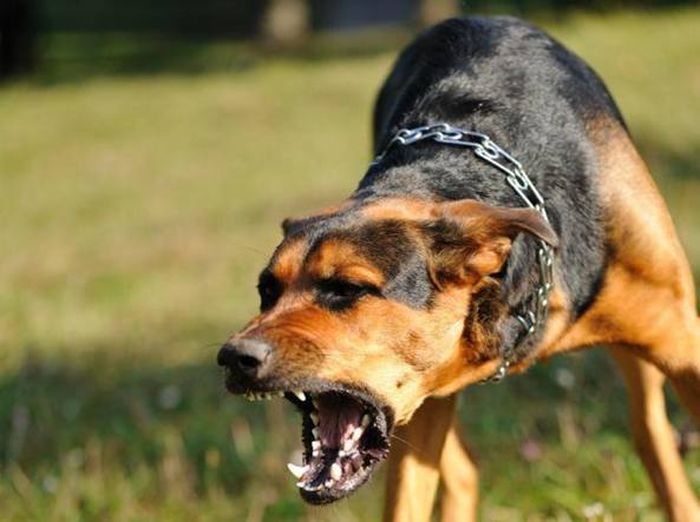 Rabbia canina, sintomi e prevenzione