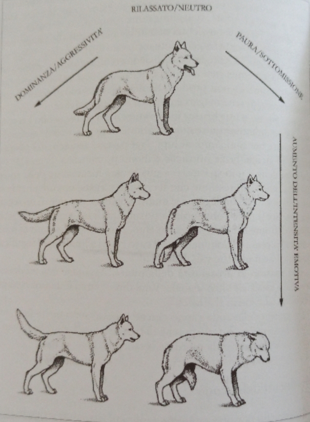 Dalla posizione di rilassamento all'aggressione, ecco come posiziona la coda il cane