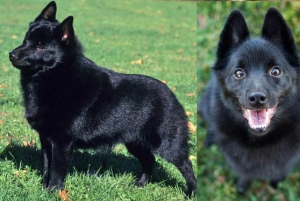 Le razze canine - Lo Schipperke