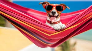 Cani in vacanza: la pensione domestica raccontata da chi la fa per mestiere