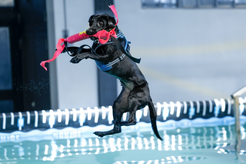 Splashdog