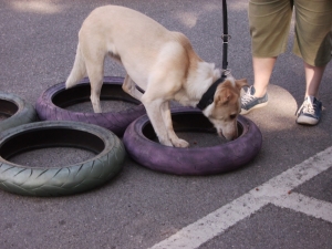 Sport Cinofili - Mobility Dog: che cos&#039;è?