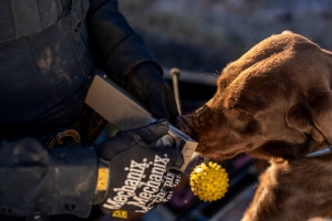 USA - La legalizzazione della marijuana mette a rischio il lavoro di molti cani antidroga