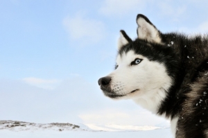 Il Lupo di Taimyr: l&#039;antenato di lupi e cani