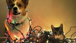 Natale con cane e gatto: ecco cosa non puoi fare