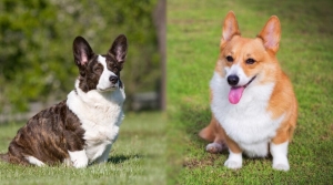 Le razze canine - Il Welsh Corgi Cardigan e Pembroke