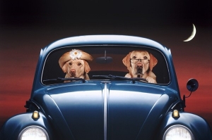 Il cane ed il gatto in auto: cosa dice la legge