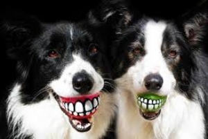 Quanti denti hanno i cani? Quando nascono i denti al cane? Ecco le risposte