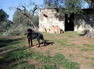 Vivere con un cucciolo di Dobermann: l&#039;imprevisto è sempre dietro l&#039;angolo