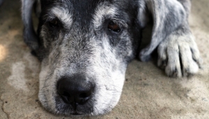 Quando un cane diventa anziano? Come ritardare la disfunzione cognitiva?