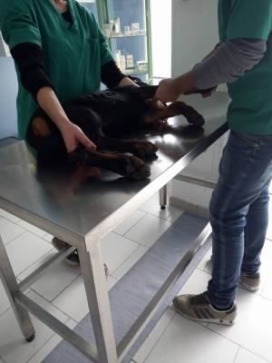 Vivere con un cucciolo di Dobermann: il veterinario