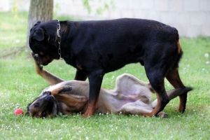 Capobranco e cane dominante: due vocaboli non sempre correttamente utilizzati