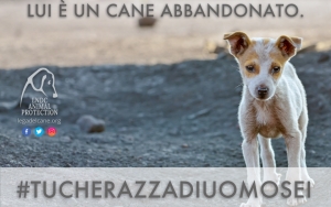 La Lega Nazionale per la Difesa del cane lancia l&#039;hastag #Tucherazzadiuomosei