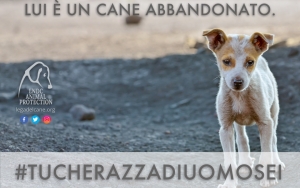 La Lega Nazionale per la Difesa del cane lancia l'hastag #Tucherazzadiuomosei