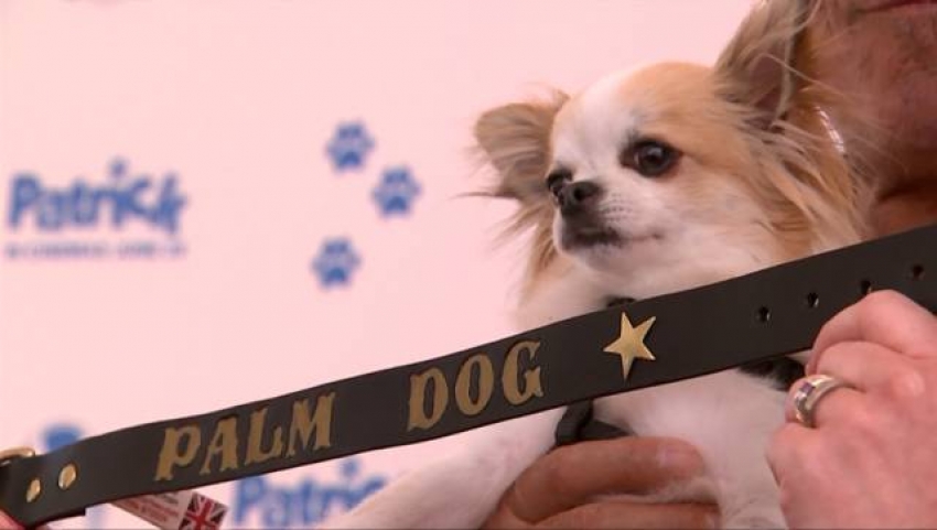 Cannes: Palm Dog, premiato l&#039;intero cast canino di Dogman