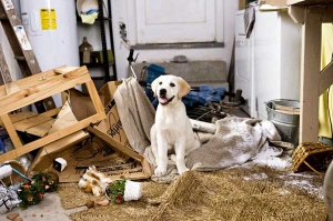 La Responsabilità Civile circa i danni causati dagli animali