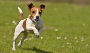 Uccide il cane del figlio, arrestato 44enne di Roma