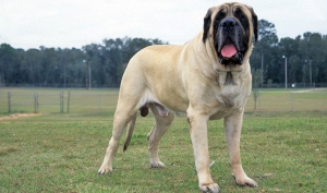 Razza canina Mastiff 