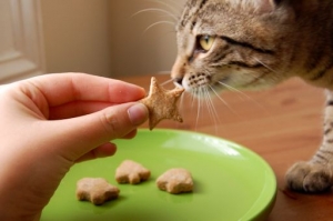 Biscotti per gatti fai da te, ecco alcune ricette