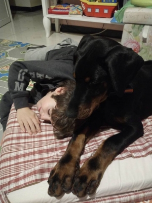 Vivere con un cucciolo di Dobermann: primo giorno di convivenza