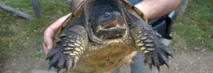 Cucciolo di cane (vivo) dato in pasto alla tartaruga. Insegnante sotto inchiesta