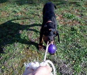 Vivere con un cucciolo di Dobermann: un lavoro a tempo pieno