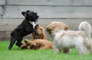 La socializzazione del cucciolo: tempi e modi corretti. VIDEO